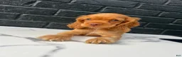 Cocker Spaniel dogs for sale: 🌪️💙 Storm 💙🌪️ - Ad 5