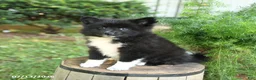 Mixed Breed dogs for sale: Emerald - Ad 3