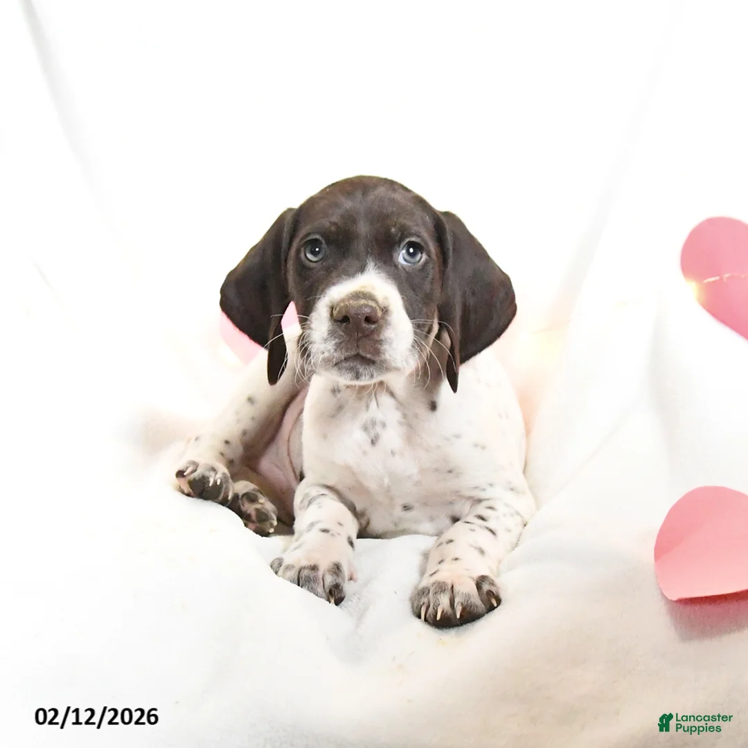 German Shorthaired Pointer dogs for sale: Rocky - Ad 3
