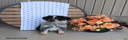 Australian Shepherd dogs for sale: Dusty - Ad 1