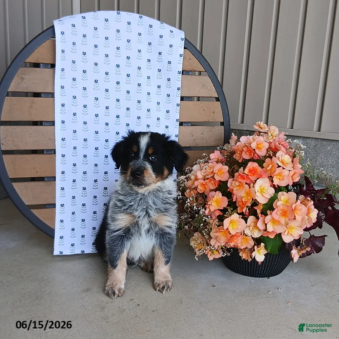 Australian Shepherd dogs for sale: Dusty - Ad 1