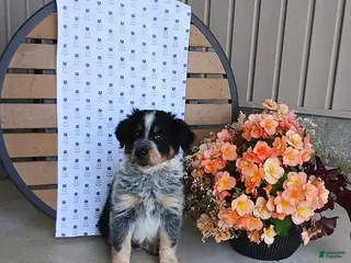Australian Shepherd dogs Dusty - Ad 12