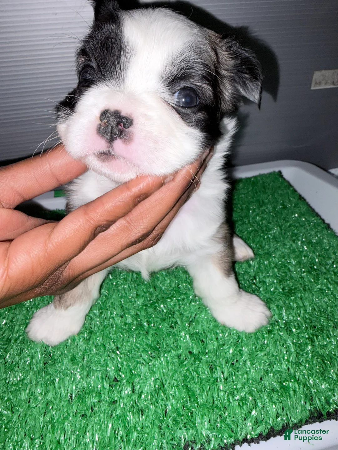 French Bulldog dogs for sale: French Bulldog  - Ad 2