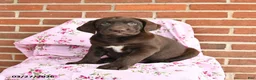 Labrador Retriever dogs for sale: Tulip - Ad 1