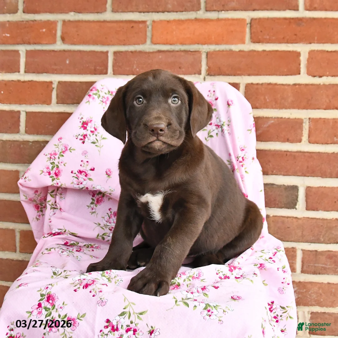 Labrador Retriever dogs for sale: Tulip - Ad 1