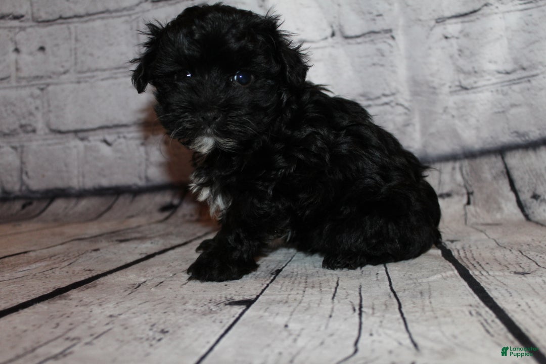 Morkie dogs for sale: Tinsel - Ad 2