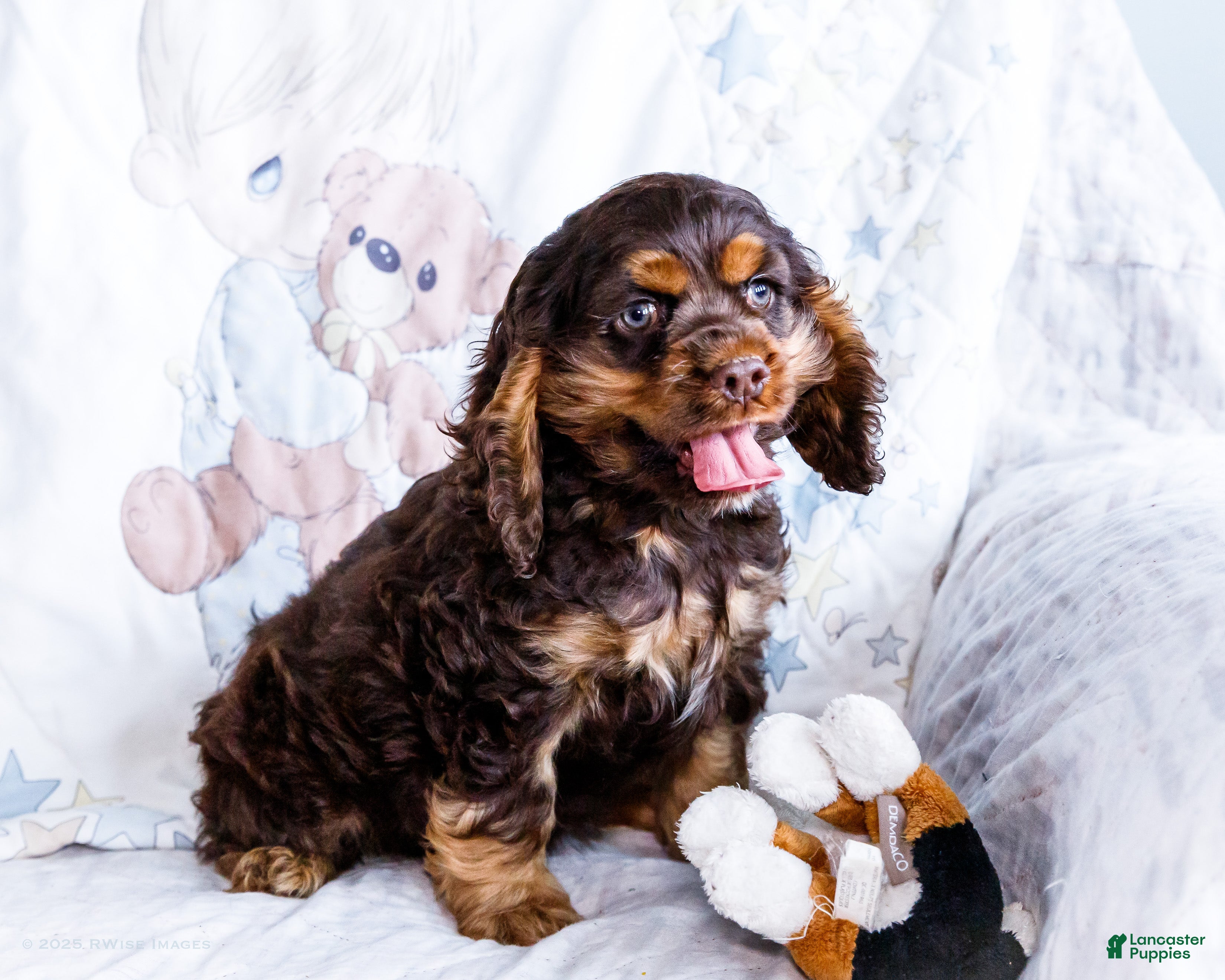 Cocker Spaniel dogs Freddy - Ad 7