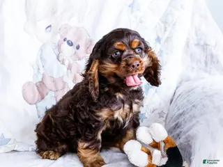 Cocker Spaniel dogs Freddy - Ad 3