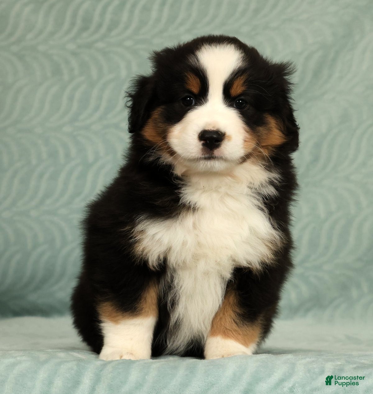 Australian Shepherd dogs for sale: June - Ad 1