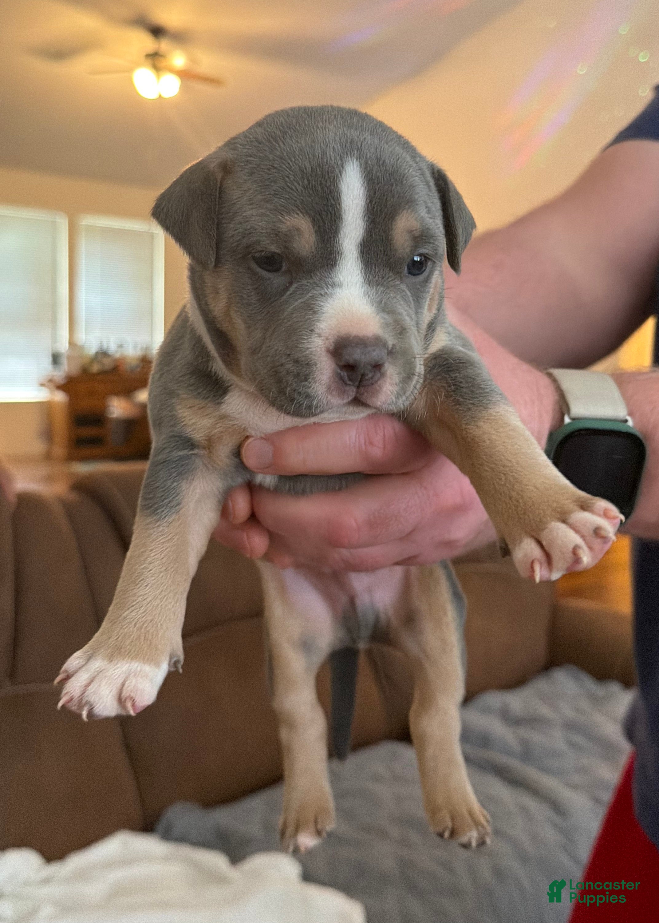 American Bully dogs Clyde - Ad 1