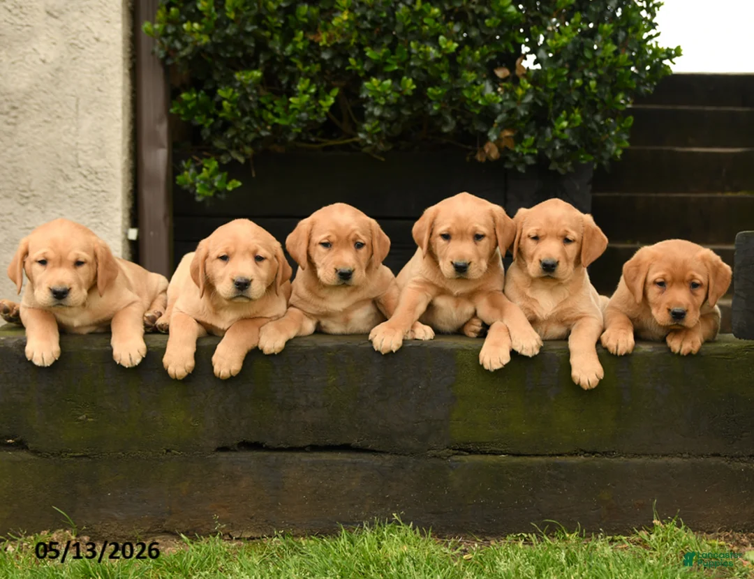 Labrador Retriever dogs for sale: Foxi - Ad 5