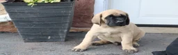 English Mastiff dogs for sale: Samson - Ad 3