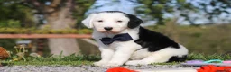 Sheepadoodle dogs for sale: Bentley - Ad 5