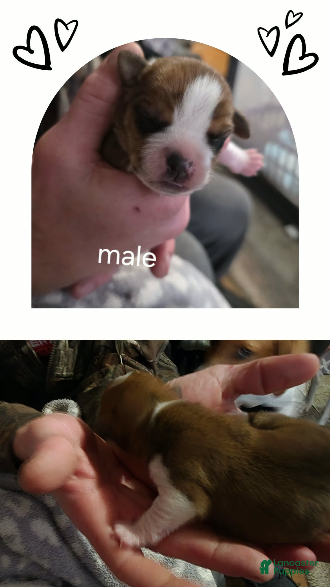 Mixed Breed dogs Harley - Ad 34