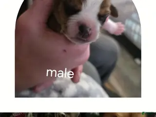 Mixed Breed dogs Harley - Ad 34