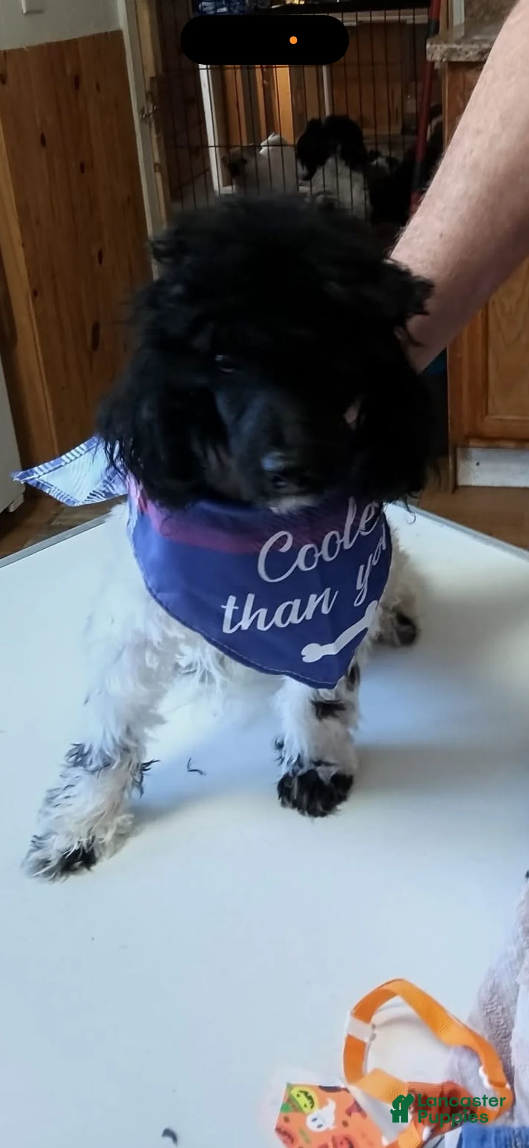 Maltipoo dogs for sale: George  - Ad 2