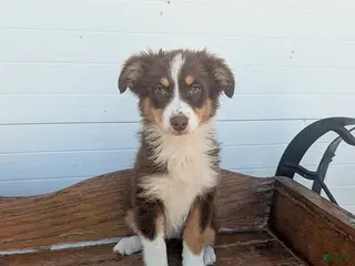 Australian Shepherd dogs Shasha - Ad 33