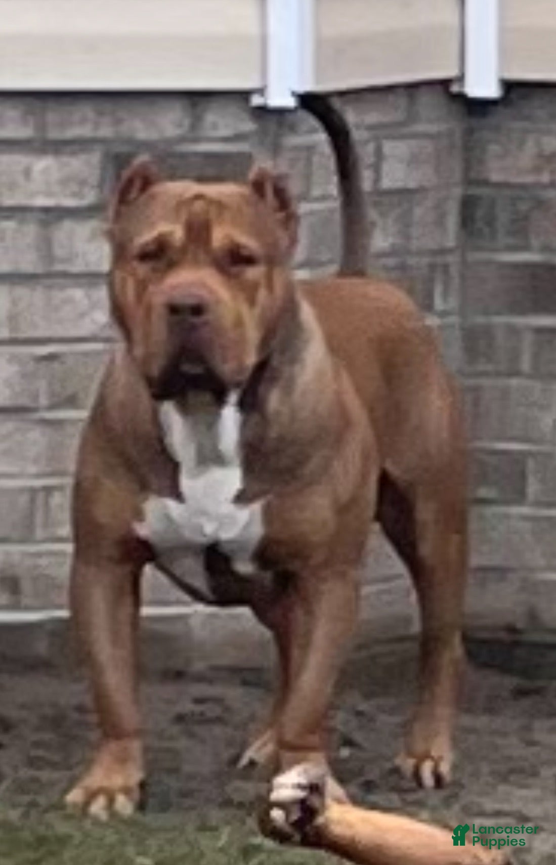 American Bully dogs Big Suge  - Ad 12
