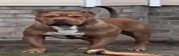 American Bully dogs for stud: Big Suge  - Ad 1