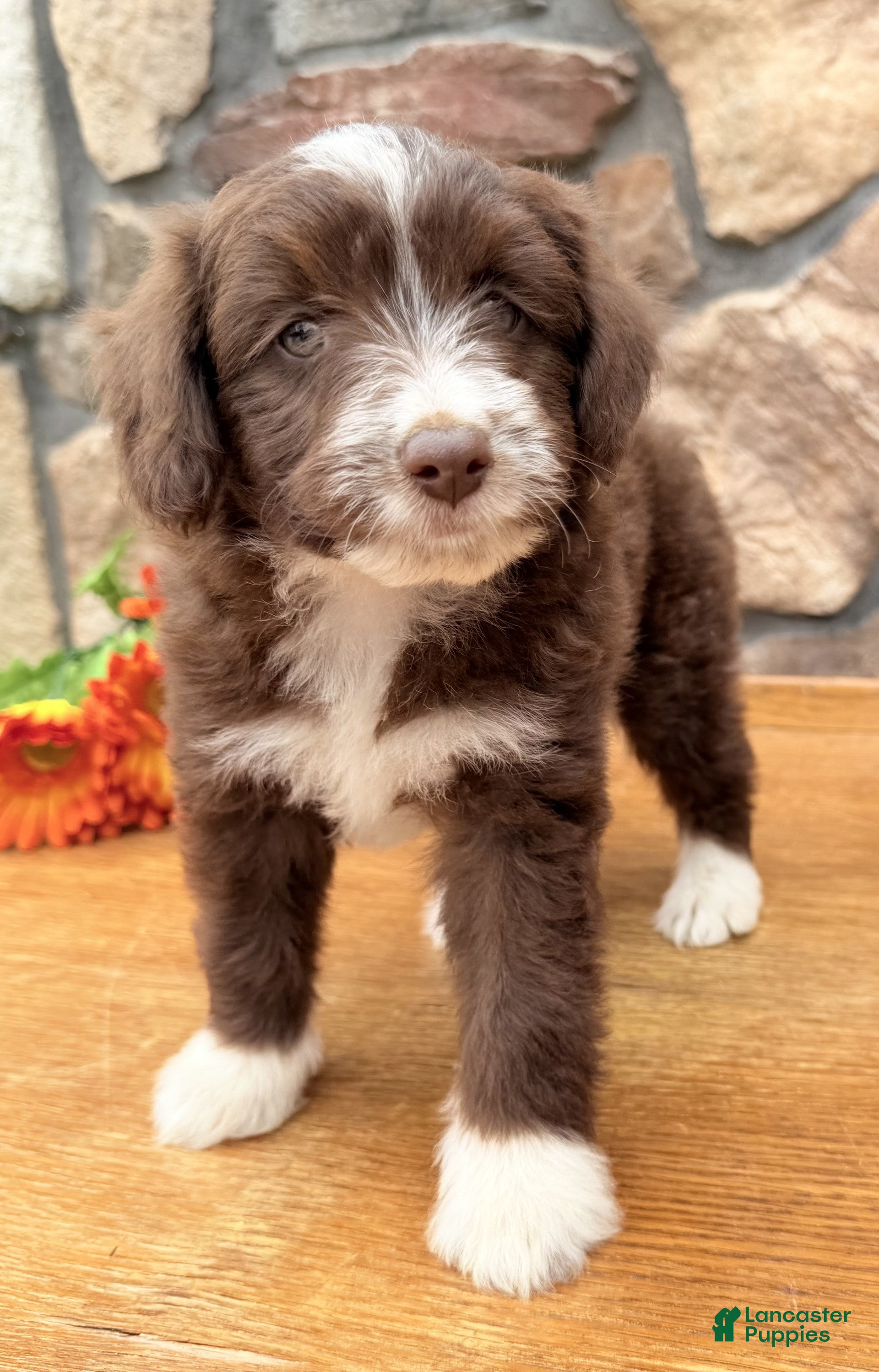 Mixed Breed dogs Cookie - Ad 2