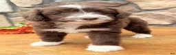 Mixed Breed dogs for sale: Cookie - Ad 5