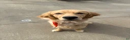 Golden Retriever dogs for sale: Golden Retriever 1 - Ad 18