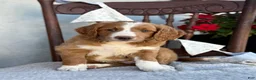 Goldendoodle dogs for sale: Corrie - Ad 11