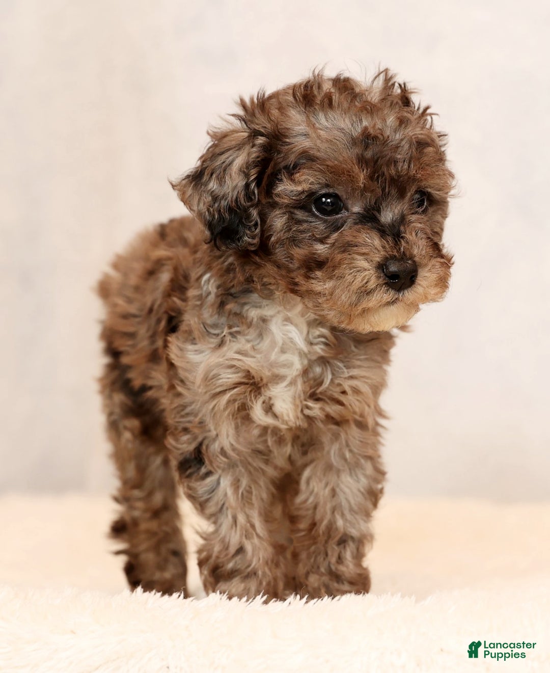 Miniature Poodle dogs for sale: Fulton - Ad 6
