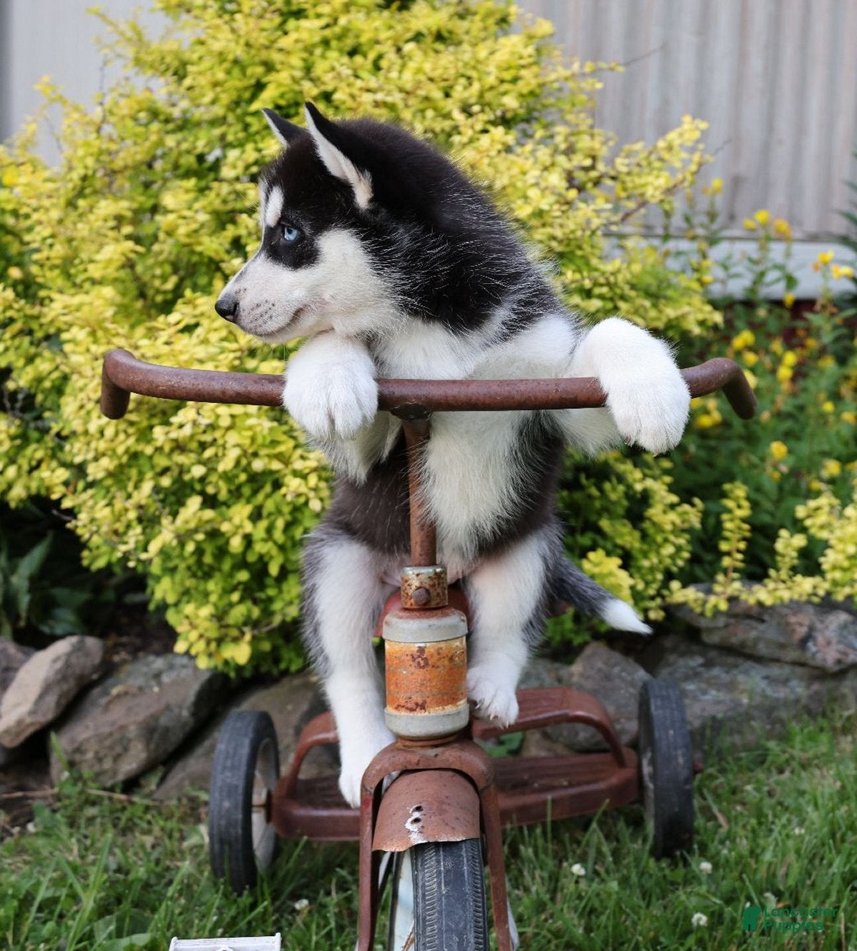Siberian Husky dogs Chrissy - Ad 1