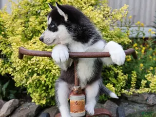 Siberian Husky dogs for sale: Chrissy - Ad 3