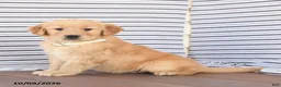 Golden Retriever dogs for sale: Buddy - Ad 4