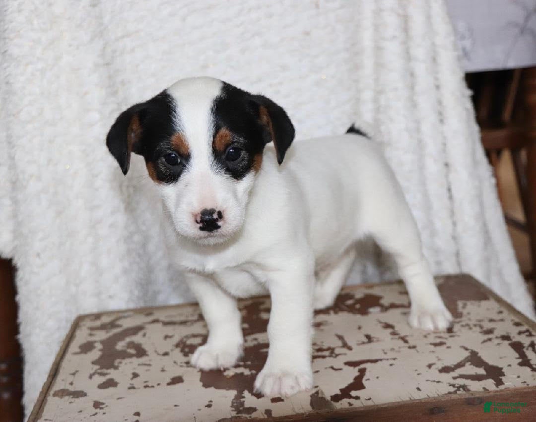 Jack Russell Terrier dogs for sale: Santa - Ad 2