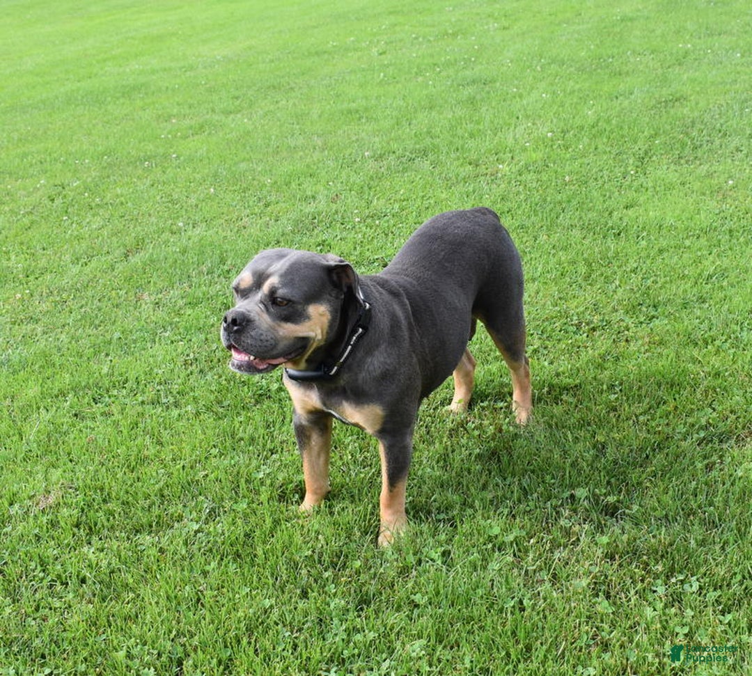 Olde English Bulldogge dogs for sale: Olde English Bulldogge Nugget - Ad 2