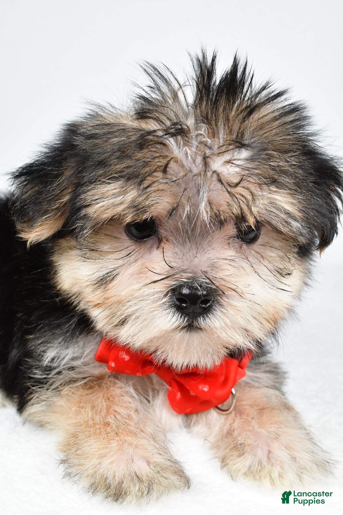 Morkie dogs Zain - Ad 2