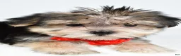 Morkie dogs for sale: Zain - Ad 5