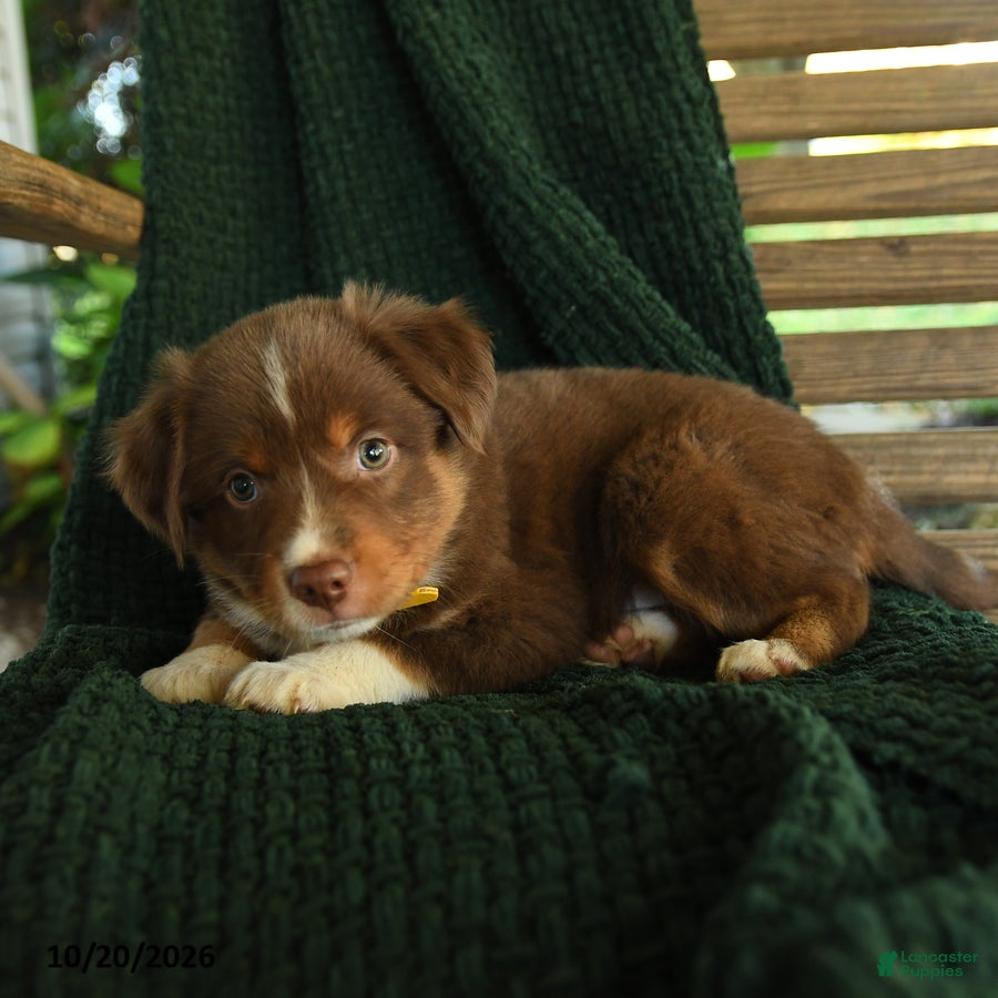 Miniature Australian Shepherd dogs Aspen - Ad 2