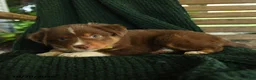Miniature Australian Shepherd dogs for sale: Aspen - Ad 2