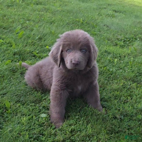 Newfoundland dogs Rachel - Ad 1