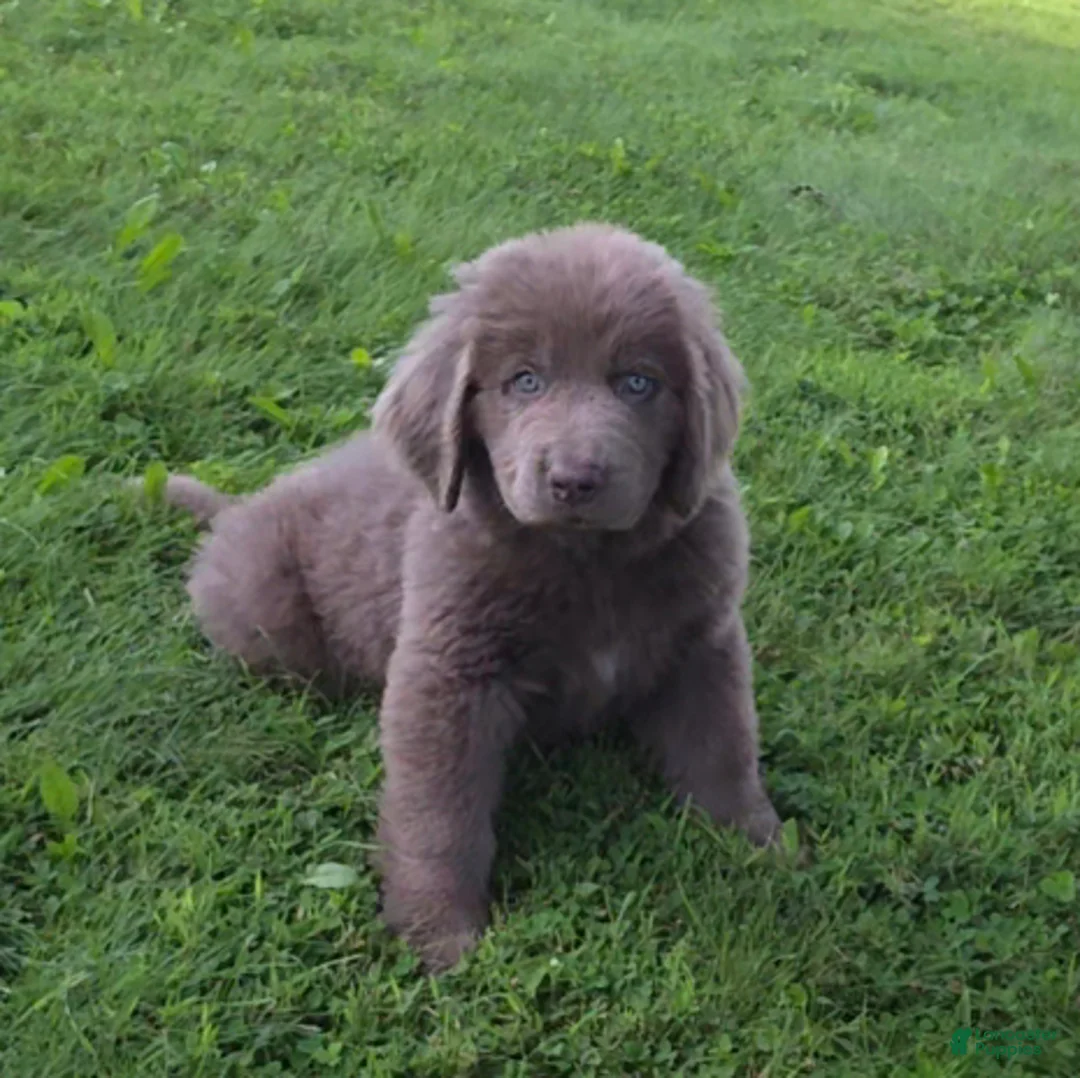 Newfoundland dogs for sale: Rachel - Ad 1