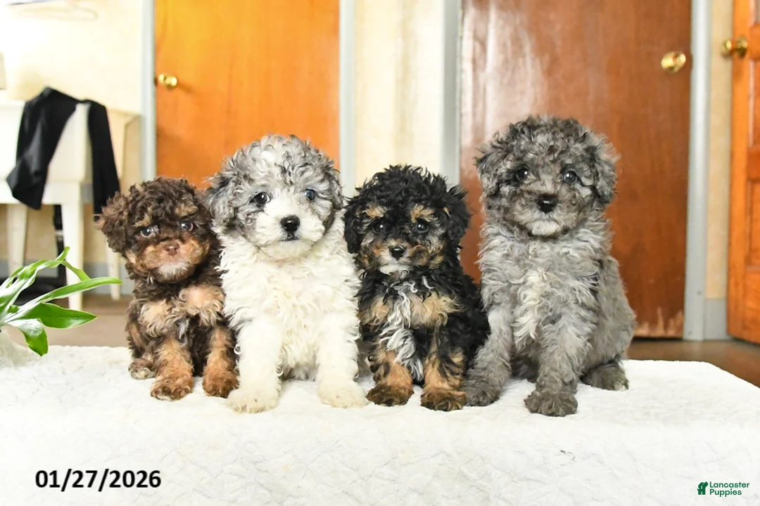Miniature Poodle dogs for sale: Austin - Ad 3