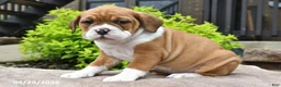 Beabull dogs for sale: Mindy - Ad 4