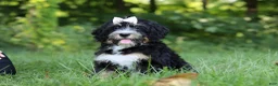 Mini Bernedoodle dogs for sale: Phoebe - Ad 13