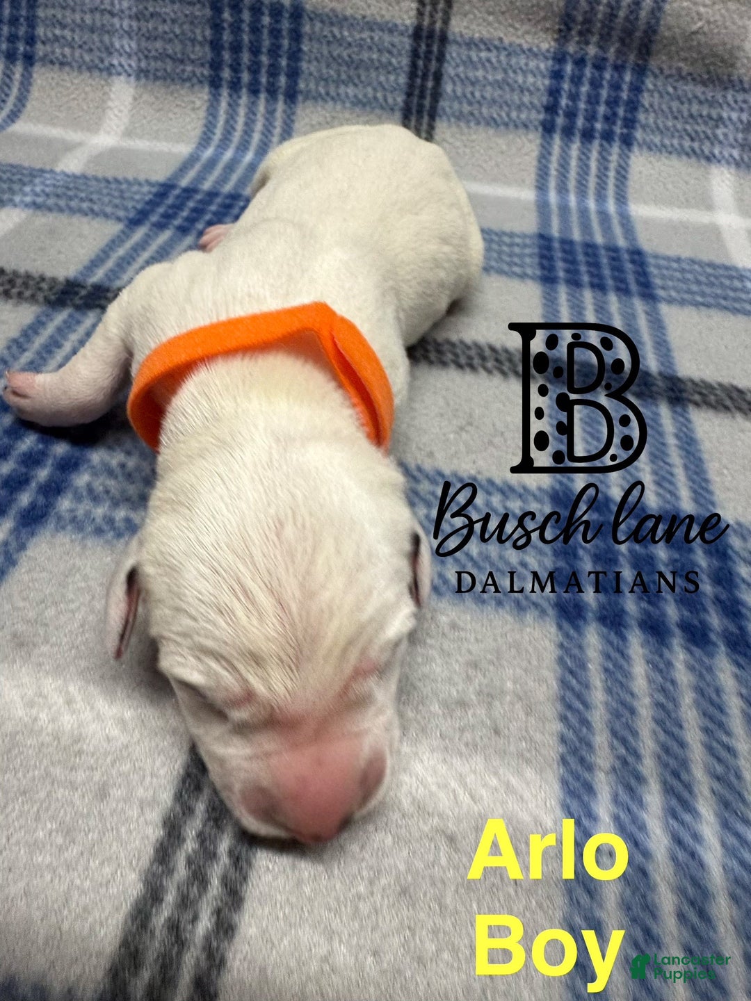 Dalmatian dogs for sale: Arlo - Ad 2