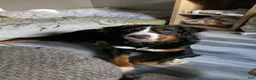 Bernese Mountain Dog dogs for sale: Dark Pink Female - Ad 3