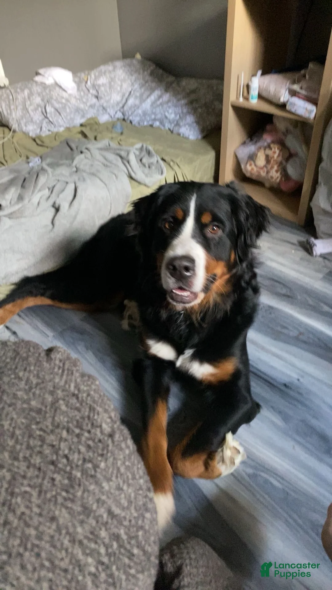 Bernese Mountain Dog dogs for sale: Red Male - Ad 2