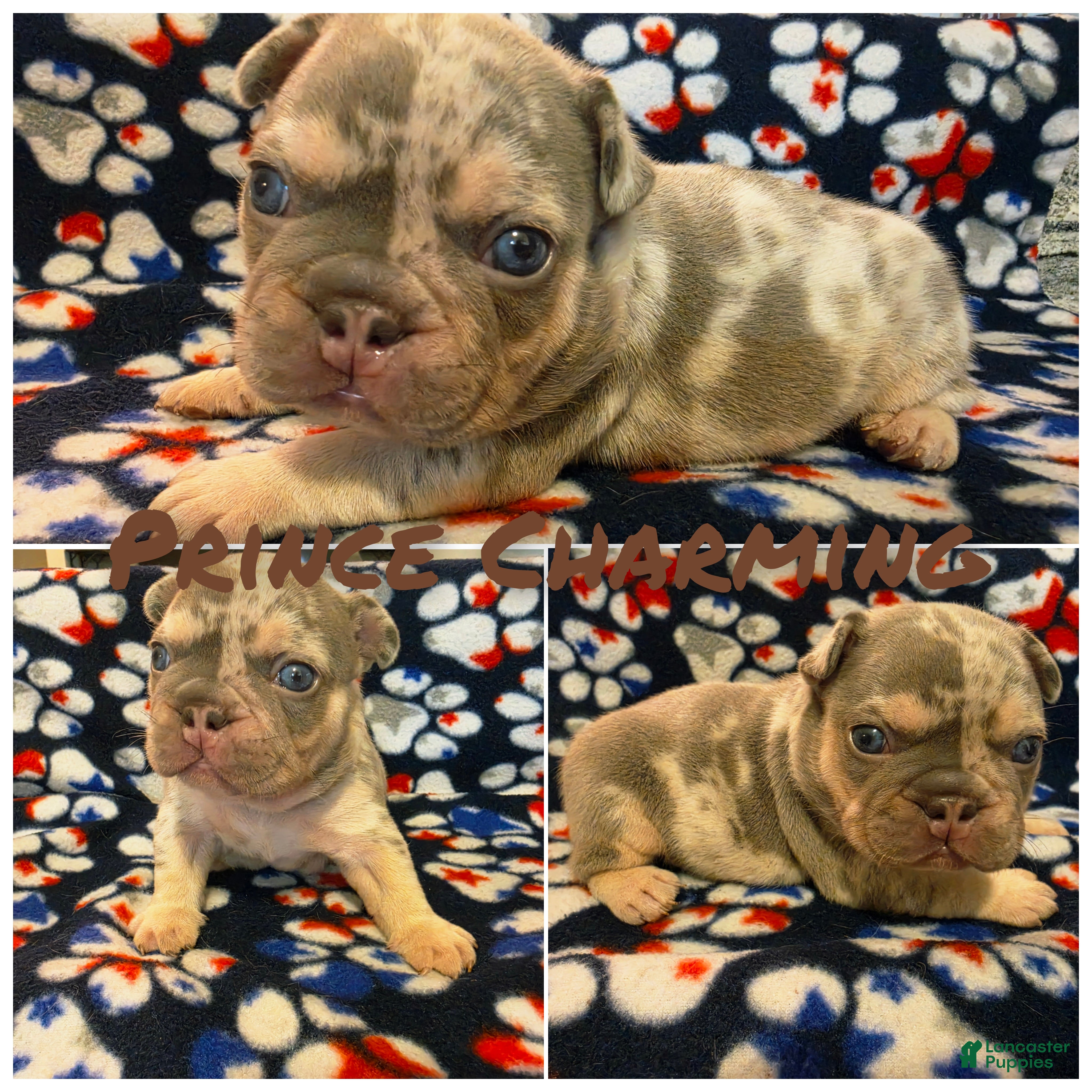 French Bulldog dogs Prince Charming - Ad 1
