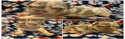 French Bulldog dogs for sale: Prince Charming - Ad 1