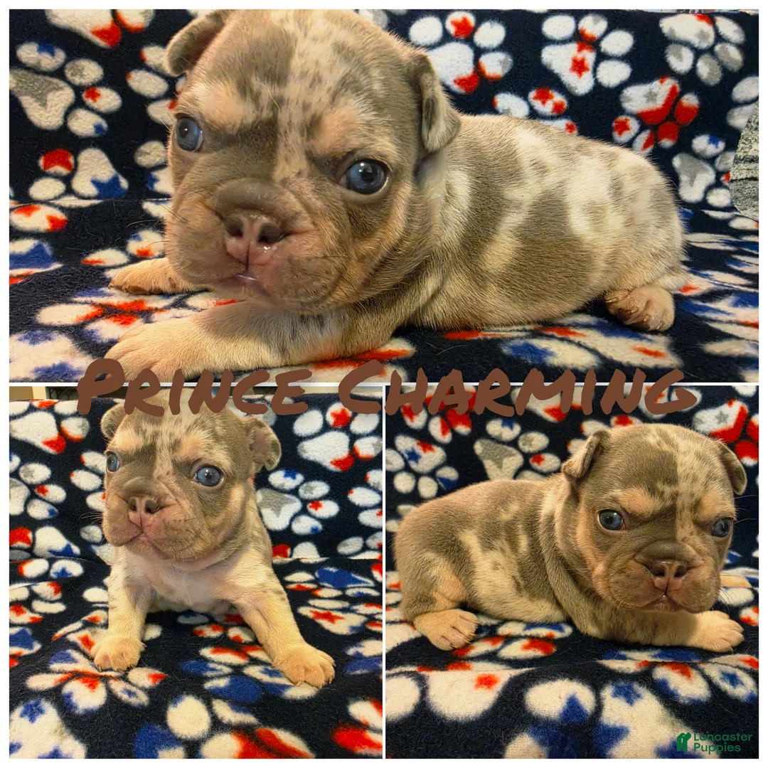 French Bulldog dogs for sale: Prince Charming - Ad 1