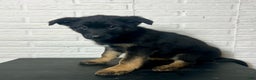 German Shepherd dogs for sale: Daisy - Ad 6