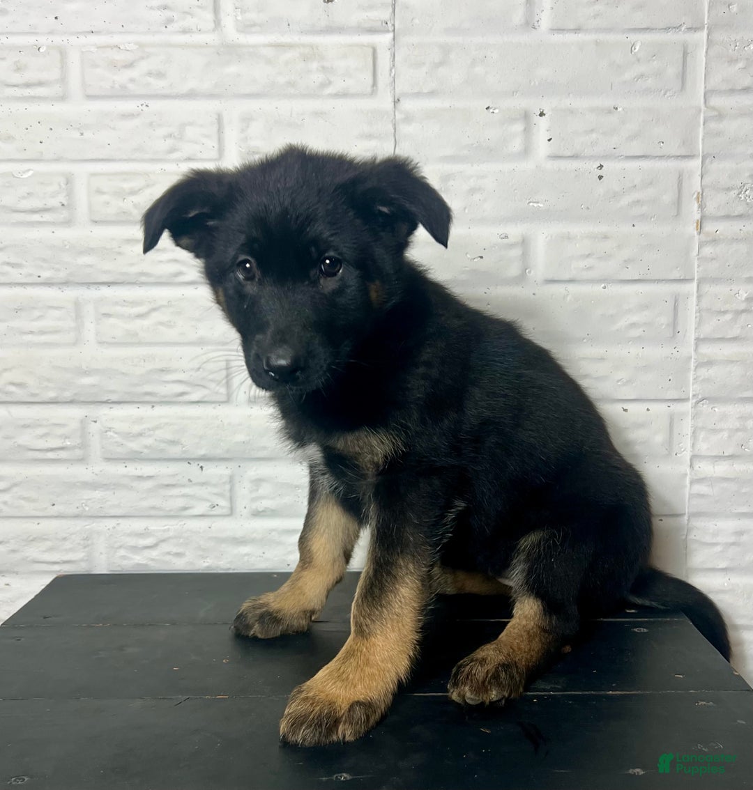 German Shepherd dogs for sale: Daisy - Ad 6